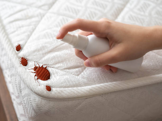 Best Affordable Pest Control Services  in Redington Beach, FL