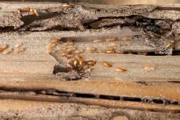 Best Residential Pest Control  in Redington Beach, FL
