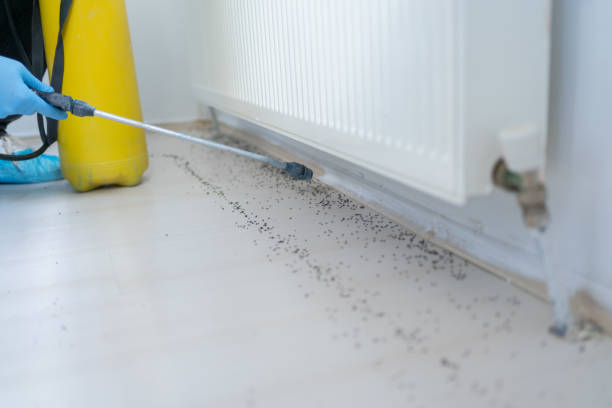 Best Wasp Removal Services  in Redington Beach, FL